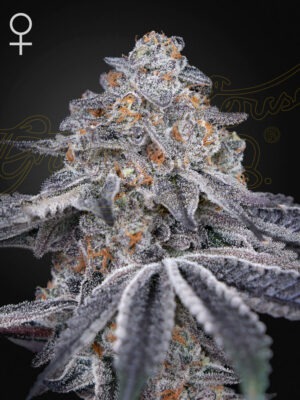 Green House Seeds velvet moon Samen Green House Seeds velvet moon Samen