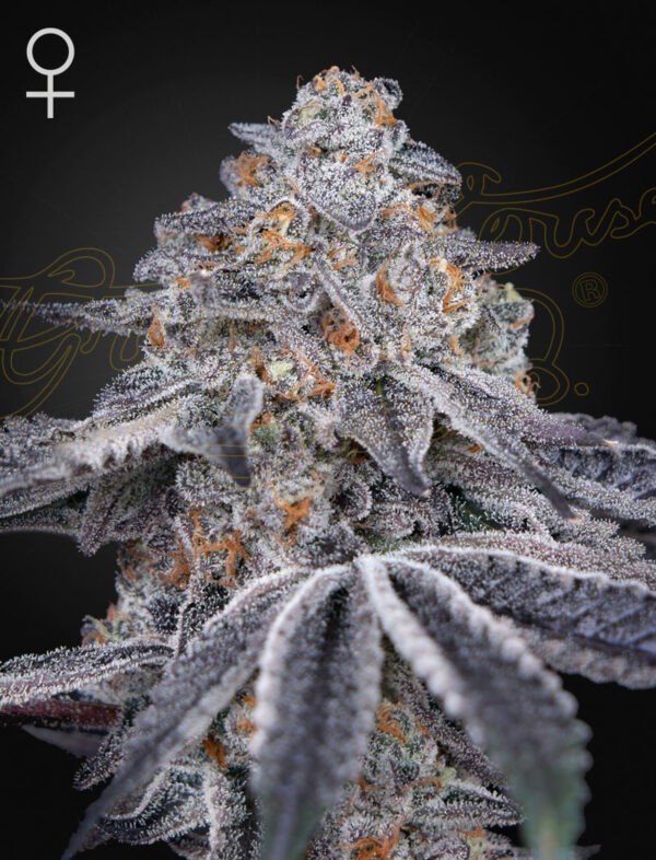 Green House Seeds velvet moon Samen
