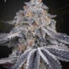 Green House Seeds velvet moon Samen – Bild 2