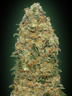 00 Seeds white widow Samen