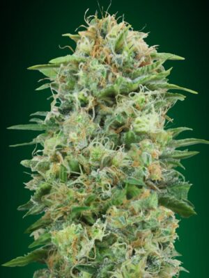 00 Seeds white widow cbd Samen