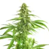 Blimburn Seeds wombat Samen