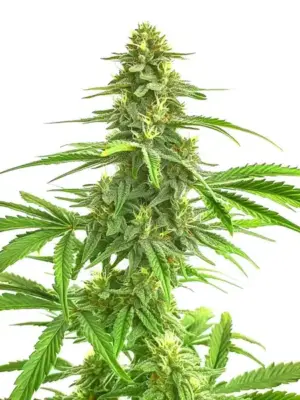 Blimburn Seeds Wombat 3 Stk feminisiert