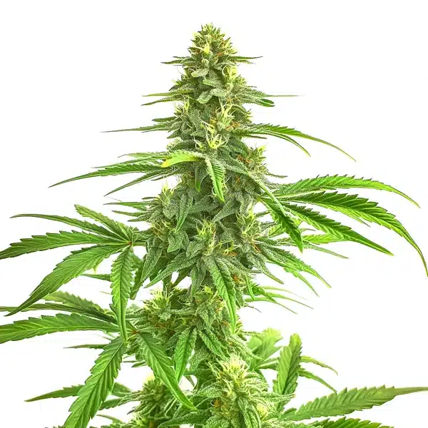 Blimburn Seeds Wombat 3 Stk feminisiert