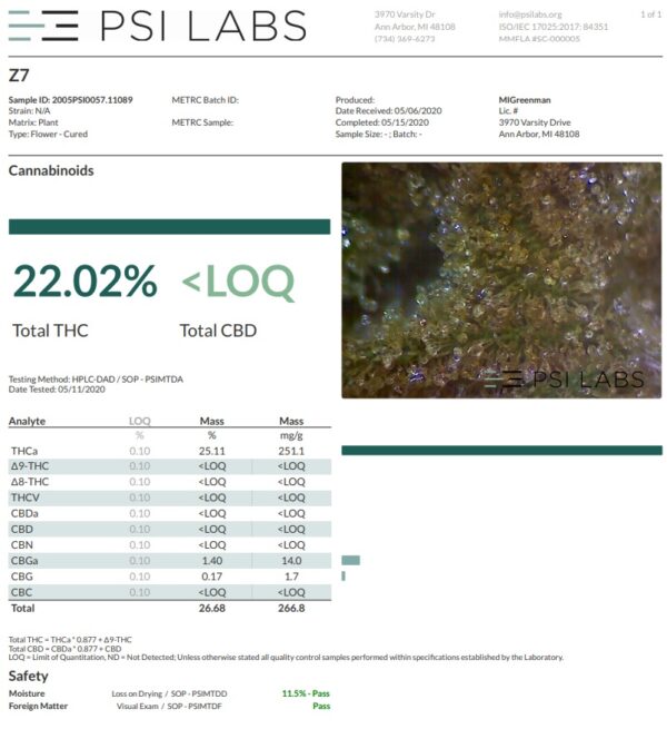 Ace Seeds zamaldelica feminized seeds Samen – Bild 2