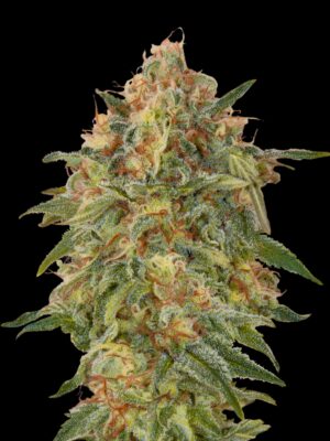 Advanced Seeds zkittlez Samen Advanced Seeds zkittlez Samen