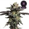 Blimburn Seeds zombie death fuck hmc edition Samen