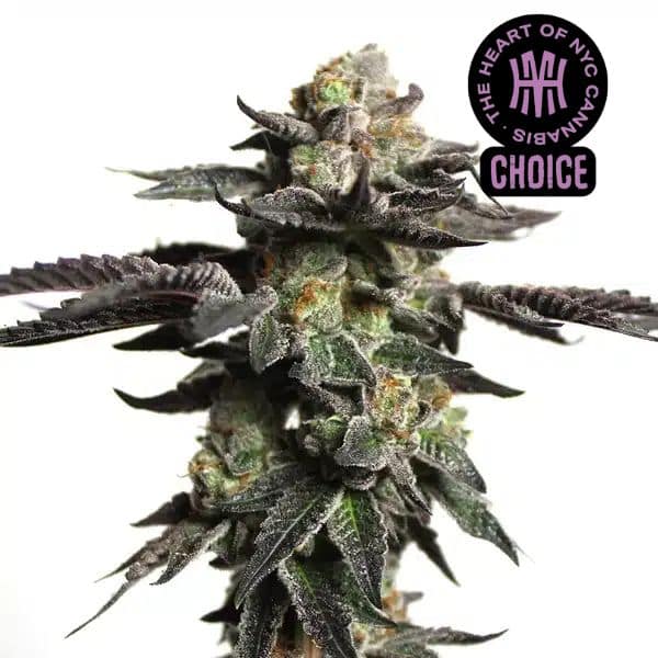 Blimburn Seeds zombie death fuck hmc edition Samen