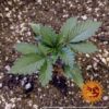 Barney's Farm acapulco gold Samen – Bild 2