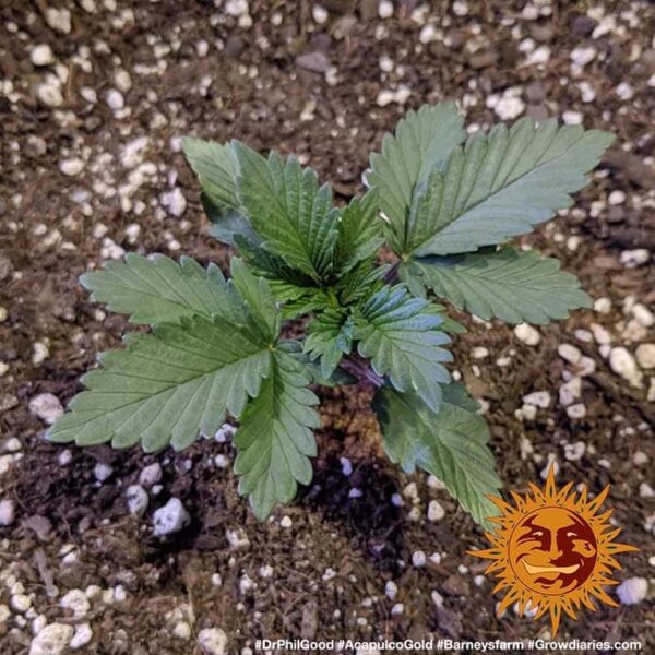 Barney's Farm acapulco gold Samen – Bild 2