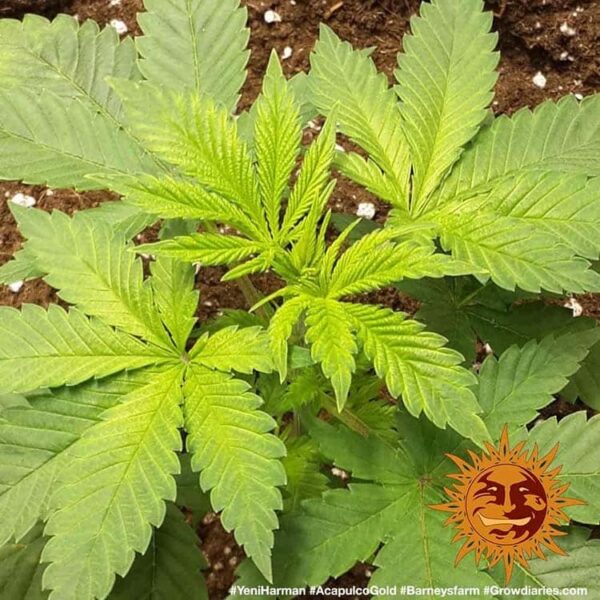 Barney's Farm acapulco gold Samen – Bild 3