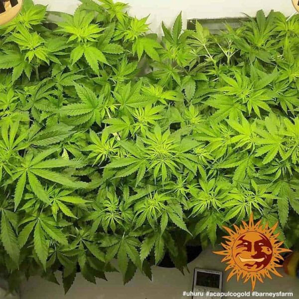 Barney's Farm acapulco gold Samen – Bild 4