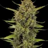 Barney's Farm acapulco gold Samen