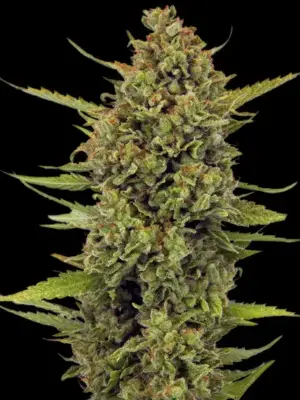 Barney's Farm acapulco gold Samen
