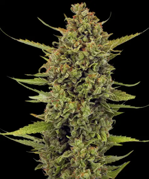 Barney's Farm acapulco gold Samen