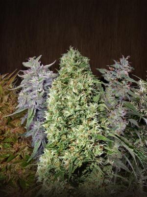 Ace Seeds Ace Mix 5 Stk regular Ace Seeds Ace Mix 5 Stk regular
