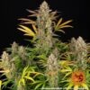 Barney's Farm amnesia haze auto Samen – Bild 2