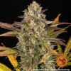 Barney's Farm amnesia haze auto Samen – Bild 3