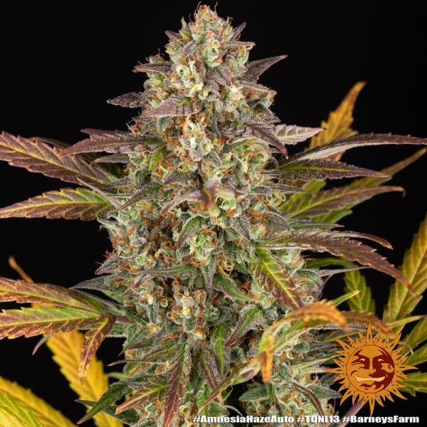 Barney's Farm amnesia haze auto Samen – Bild 3