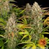 Barney's Farm amnesia haze auto Samen – Bild 4