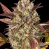 Barney's Farm amnesia haze auto Samen