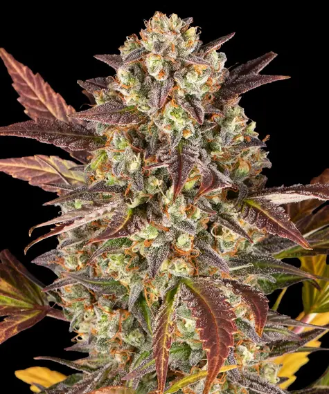 Barney's Farm amnesia haze auto Samen