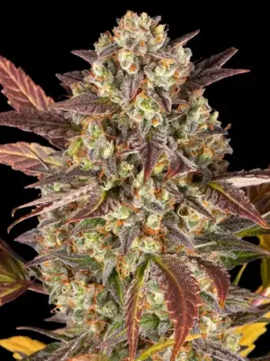 Barneys Farm Amnesia Haze Auto 3 Stk feminisiert