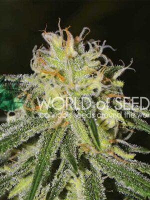 World of Seeds Amnesia