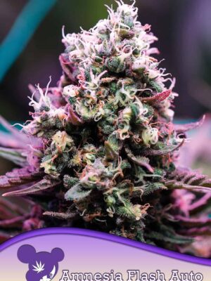 Anesia Seeds Amnesia Flash Auto 3 Stk feminisiert