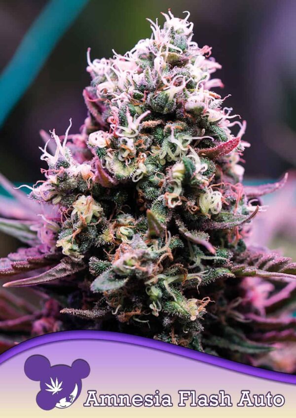 Anesia Seeds Amnesia Flash Auto 3 Stk feminisiert