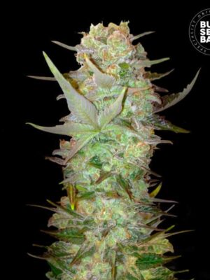 Bulk Seeds Bank Auto Dubai Poison 10 Stk feminisiert