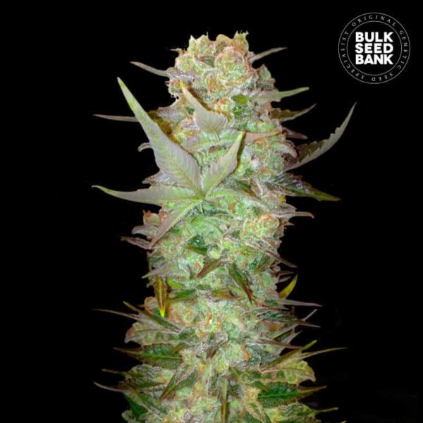 Bulk Seeds Bank Auto Dubai Poison 10 Stk feminisiert