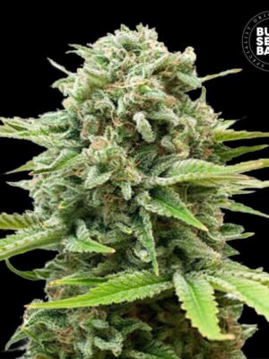 Bulk Seeds Bank Auto Guerilla Glue 10 Stk feminisiert