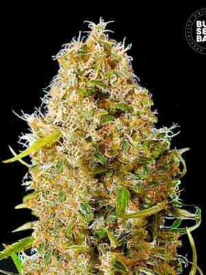 Bulk Seeds Bank Auto Kali's Mistery 5 Stk feminisiert