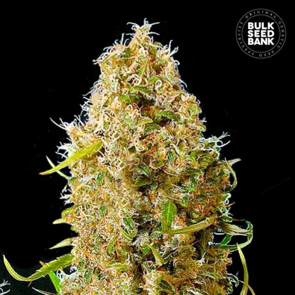 Bulk Seeds Bank Auto Kali's Mistery 5 Stk feminisiert