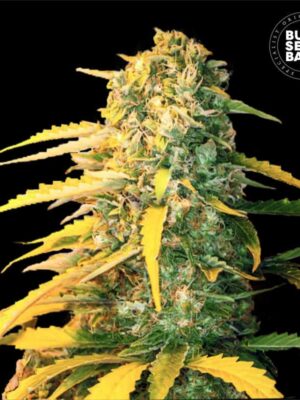 Bulk Seeds Bank Auto White Widow 5 Stk feminisiert Bulk Seeds Bank Auto White Widow 10 Stk feminisiert