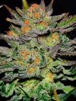 Delicious Seeds Auto Blue Ace CBD 10 Stk feminisiert