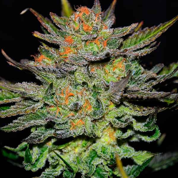 Delicious Seeds Auto Blue Ace CBD 10 Stk feminisiert