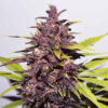 Delicious Seeds auto dark purple Samen
