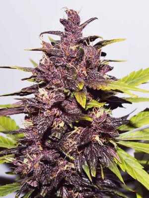Delicious Seeds Auto Dark Purple 10 Stk feminisiert