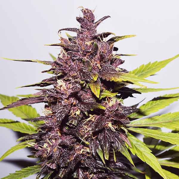 Delicious Seeds Auto Dark Purple 10 Stk feminisiert