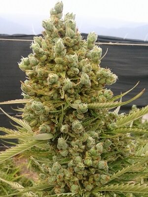 Ace Seeds Auto Malawi X Northern Lights Ace Seeds Auto Malawi X Northern Lights