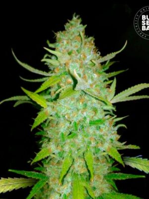 Bulk Seeds Bank Auto AK 10 Stk feminisiert