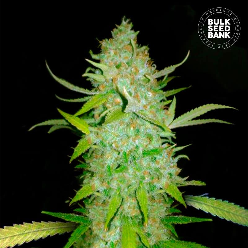 Bulk Seed Bank Bulk Seeds Bank Auto AK