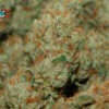 Growers Choice Banana Sherbet Samen – Bild 3
