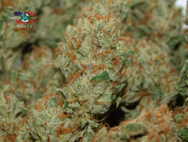 Growers Choice Banana Sherbet Samen – Bild 3