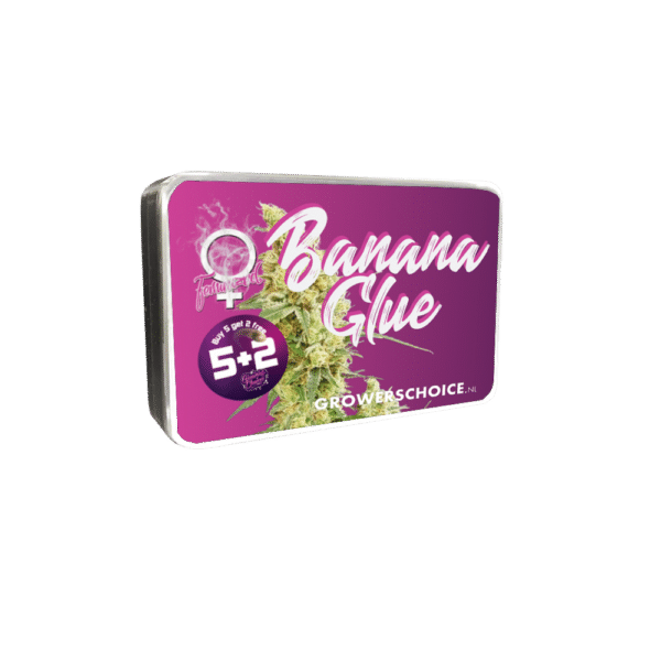Growers Choice Banana Glue Samen – Bild 4