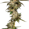 Growers Choice Banana Glue Samen – Bild 5