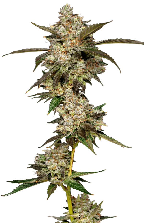 Growers Choice Banana Glue Samen – Bild 5