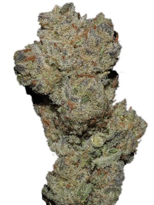 Growers Choice Banana Glue Samen Growers Choice Banana Glue Samen